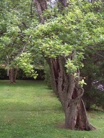 Mary Hendren's Kieffer pear tree